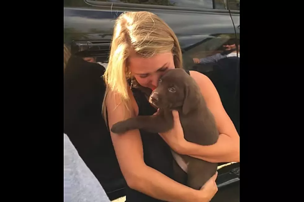 Dog Makes Surprise Proposal an Even Bigger Surprise