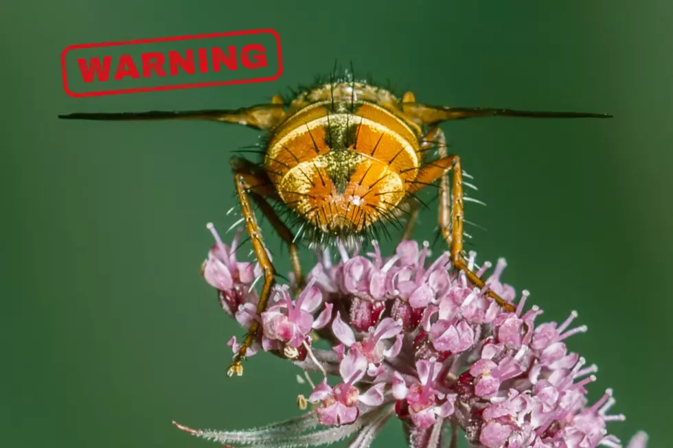 Iowa’s Scariest Insect Looks Like a Bee But It’s Actually a Disgusting Parasite